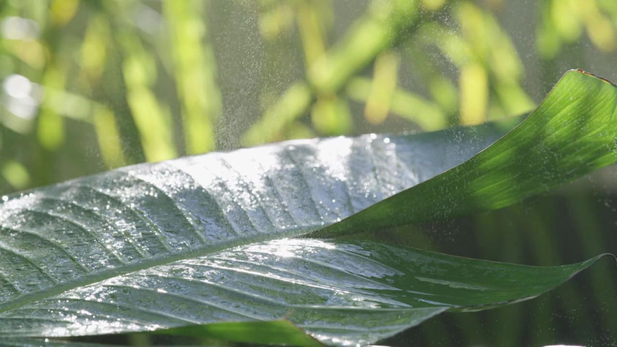 Eau d'Amazonie