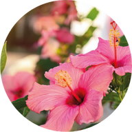 Hibiskusblüte