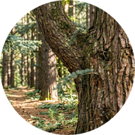 Wilde Zeder