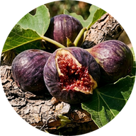 Garrigue-Feige