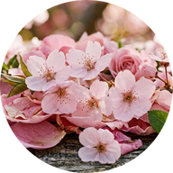 Kirschblüte