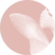 Iris Cachemire