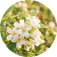 Sommerjasmin